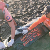 Hilang Terseret Ombak di Pantai Goa Cemara Bantul, Bocah 8 Tahun Ditemukan Tewas di Pesisir Kulon Progo