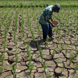Ciamis Tetapkan Siaga Darurat Kekeringan