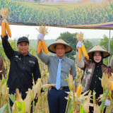 Hasil Panen Jagung di Ponorogo Meningkat, Jadi Percontohan Produksi Jagung Melalui Teknologi Benih Inovatif
