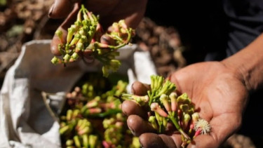Rancangan Penyeragaman Kemasan Rokok Dinilai Ancam Penghidupan Petani Cengkeh
