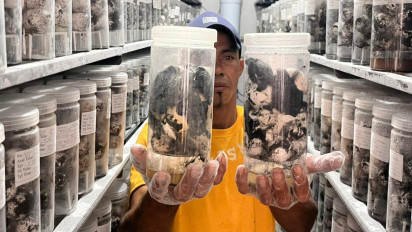 Satu-satunya di Indonesia, Pusat Penetasan Telur Penyu di Banyuwangi Tampung 20 Ribu Butir