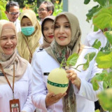 Generasi Muda Diajak Menekuni Pertanian Modern