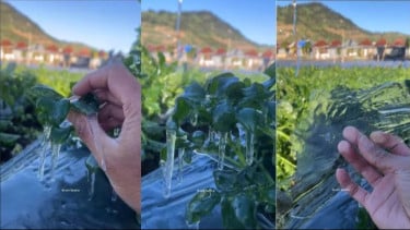 Fenomena Embun Es di Dieng, Warga Sebut Suhu Mencapai Minus Enam Derajat Celcius