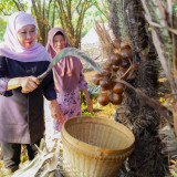 Gubernur Khofifah Panen Salak Madu di Desa Wonoagung, Malang, Dorong Hortikultura Jadi Penggerak Ekonomi Jatim
