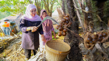 Gubernur Khofifah Panen Salak Madu di Desa Wonoagung, Malang, Dorong Hortikultura Jadi Penggerak Ekonomi Jatim