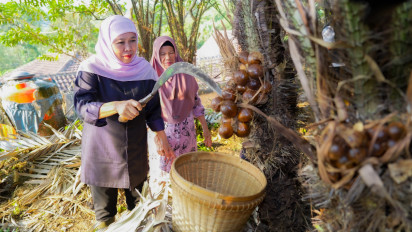 Gubernur Khofifah Panen Salak Madu di Desa Wonoagung, Malang, Dorong Hortikultura Jadi Penggerak Ekonomi Jatim