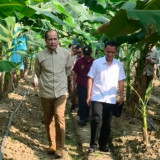 Mentrans Iftitah Dorong Pisang Jadi Senjata Baru Wujudkan Swasembada Pangan Nasional