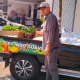 Berawal dari Motor Tua, PT Indo Guava Fruits Kini Pasok Jambu Biji Merah ke Berbagai Kota dan Mitra Nasional