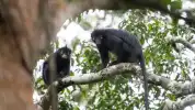 Diduga Eksploitasi Hewan, Lirabica Desak Penutupan Penangkaran Monyet di Lampung