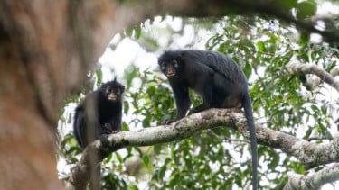 Diduga Eksploitasi Hewan, Lirabica Desak Penutupan Penangkaran Monyet di Lampung