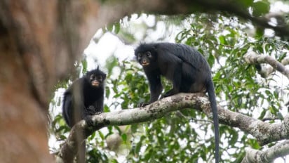 Diduga Eksploitasi Hewan, Lirabica Desak Penutupan Penangkaran Monyet di Lampung