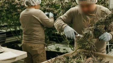 Daftar Negara yang Melegalkan Ganja di Dunia, Ada Tetangga Indonesia di ASEAN, Simak Aturan dan Faktanya