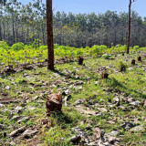 Hutan Negara di Pati Dijarah, Ribuan Pohon Jati dan Sonokeling Dirusak, Kerugian Tembus Rp1,13 Miliar