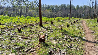 Hutan Negara di Pati Dijarah, Ribuan Pohon Jati dan Sonokeling Dirusak, Kerugian Tembus Rp1,13 Miliar
