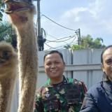 Viral Video Burung Unta Berkeliaran Bebas di Jalanan Bandung, Lurah Margasari: ART Pemilik Lupa Kunci Pagar