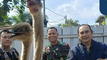 Viral Video Burung Unta Berkeliaran Bebas di Jalanan Bandung, Lurah Margasari: ART Pemilik Lupa Kunci Pagar
