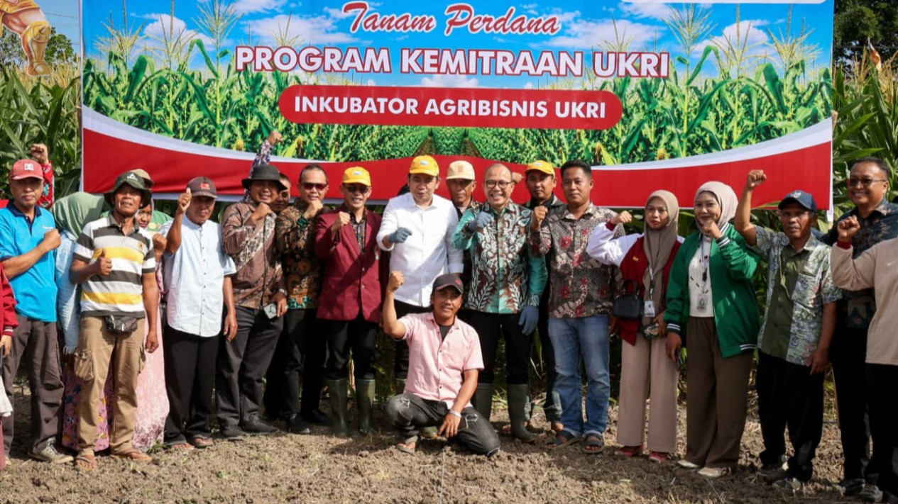 Kementerian UMKM Perkuat Kelompok Tani Jagung dengan Dukungan KUR
            - galeri foto