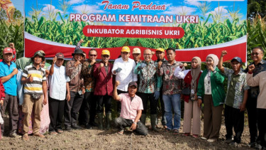 Kementerian UMKM Perkuat Kelompok Tani Jagung dengan Dukungan KUR
