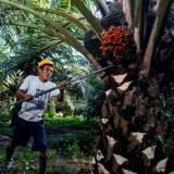 Kelapa Sawit Memiliki Peran Strategis Terhadap Ketahanan Pangan di Indonesia
