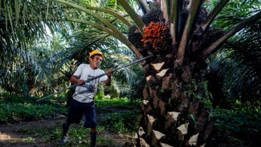 Kelapa Sawit Memiliki Peran Strategis Terhadap Ketahanan Pangan di Indonesia