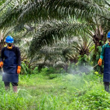 Industri Sawit Nasinoal Dinilai Sudah Miliki Fondasi Kuat di Aspek Keselamatan Kerja