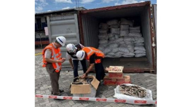 Penyelundupan 3 Ton Sisik Trenggiling ke Kamboja Terbongkar, Kemenhut Kejar Jaringan Internasional