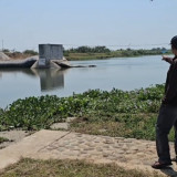 Bendung Karet Sungai Juwana Bocor, Ribuan Hektare Sawah di Pati Terancam Kekeringan