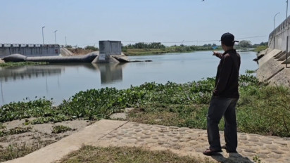 Bendung Karet Sungai Juwana Bocor, Ribuan Hektare Sawah di Pati Terancam Kekeringan