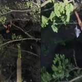 Niat Hati Mau Kabur, Waria ini Justru Pilih Memanjat pohon Buat Hindari Kejaran Warga Viral