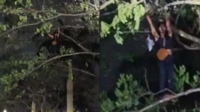 Niat Hati Mau Kabur, Waria ini Justru Pilih Memanjat pohon Buat Hindari Kejaran Warga Viral