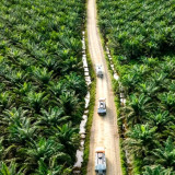 Industri Sawit Nasional Masih Memerlukan Diplomasi Sawit untuk Hadapi Diskriminasi Perdagangan