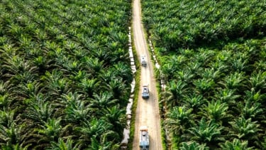 Industri Sawit Nasional Masih Memerlukan Diplomasi Sawit untuk Hadapi Diskriminasi Perdagangan