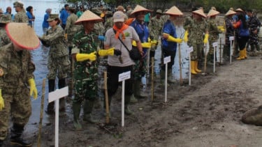 Upaya Jaga Kelestarian Alam, 10 Ribu Mangrove Ditanam di Tapanuli Tengah