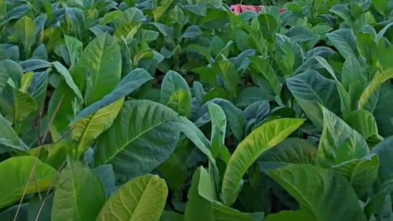 Petani Tembakau Sumenep Berharap Harga Tembus Rp100 Ribu per Kg saat Panen 2026
            - galeri foto