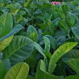 Petani Tembakau Sumenep Berharap Harga Tembus Rp100 Ribu per Kg saat Panen 2026