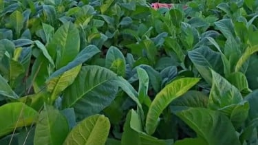 Petani Tembakau Sumenep Berharap Harga Tembus Rp100 Ribu per Kg saat Panen 2026