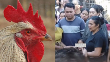 Berapa Harga Ayam yang Bikin Seorang Ayah Tweas Dikeroyok Massa di Bali?