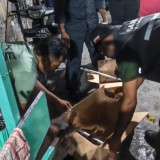 Kasus Perdagangan Satwa Dilindungi Terungkap di Jayapura, Kementerian Kehutanan Sita 7 Burung Langka