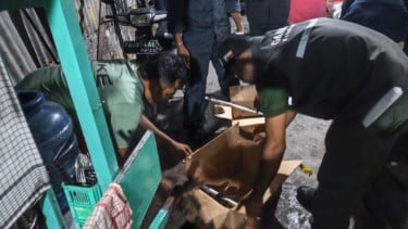 Kasus Perdagangan Satwa Dilindungi Terungkap di Jayapura, Kementerian Kehutanan Sita 7 Burung Langka