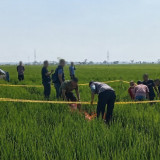 Kronologi Perangkat Desa di Pekalongan Ditemukan Tewas di Sawah, Berawal dari Pelaku Kesal Sering Disuruh