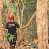 Kobaran Api Hanguskan 300 Meter Persegi Hutan Sultan Ground di Imogiri, Medan Curam Hambat Pemadaman