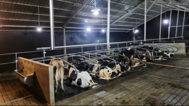 BRI Peduli Tingkatkan Kapasitas Peternak Sapi Perah di Malang Lewat Program Klaster Unggulan
