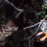 Viral Video Ibu Hamil Muda  Nyangkut  di Atas Pohon di Tengah Hutan, Warga Heboh Dugaan Kesurupan