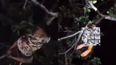 Viral Video Ibu Hamil Muda 'Nyangkut' di Atas Pohon di Tengah Hutan, Warga Heboh Dugaan Kesurupan