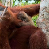 Kabar Gembira dari Aceh, Bayi Orangutan Sumatera Lahir Hasil Program Rehabilitasi Kemenhut