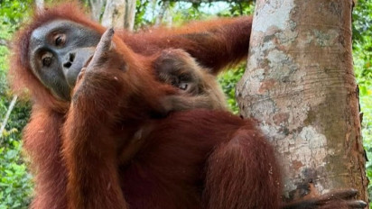 Kabar Gembira dari Aceh, Bayi Orangutan Sumatera Lahir Hasil Program Rehabilitasi Kemenhut