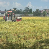 Kekeringan Mulai Melanda Kalimantan Selatan, 6.691 Hektar Lahan Pertaian Terdampak