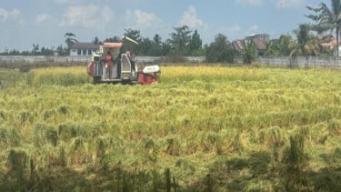 Kekeringan Mulai Melanda Kalimantan Selatan, 6.691 Hektar Lahan Pertaian Terdampak