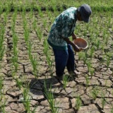 Analisis BMKG: Kemarau 2026 Diprediksi Menyerupai Karakteristik El Nino 2023