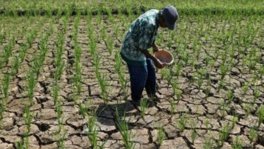 Analisis BMKG: Kemarau 2026 Diprediksi Menyerupai Karakteristik El Nino 2023